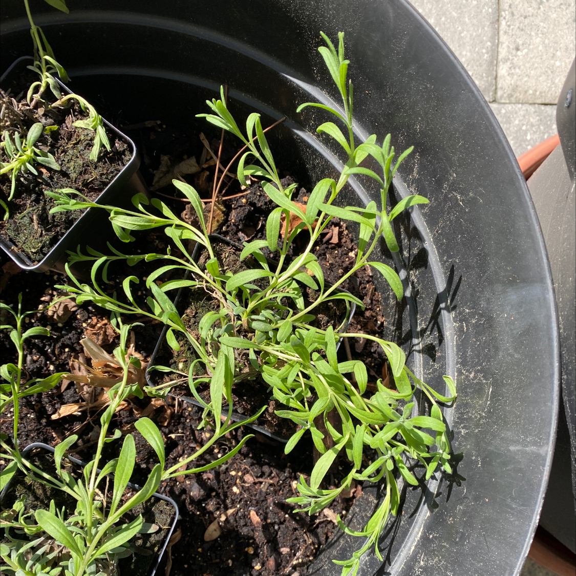 Healthy, thriving Sweet Alyssum plant with lush green leaves growing in a black plastic pot, soil visible.