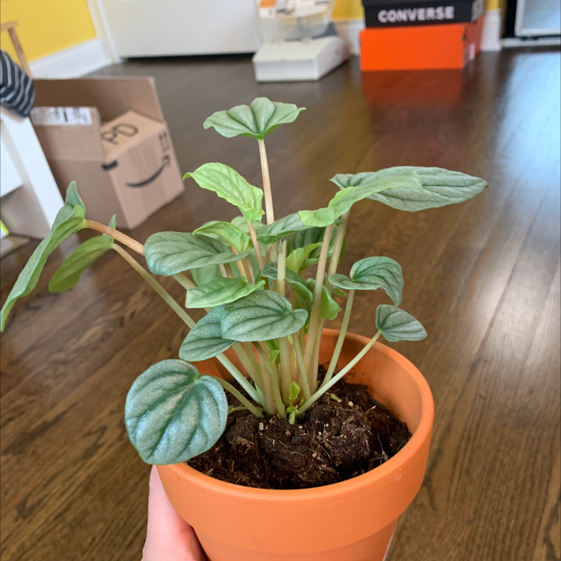 Emerald Ripple Peperomia plant in a terracotta pot, held by a hand.