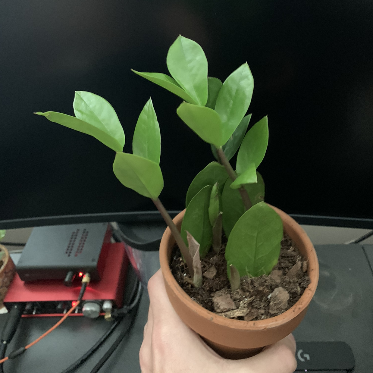 Zamioculcas Zamiifolia plant photo by @theTINYchicken named ZZ Top on Greg, the plant care app.