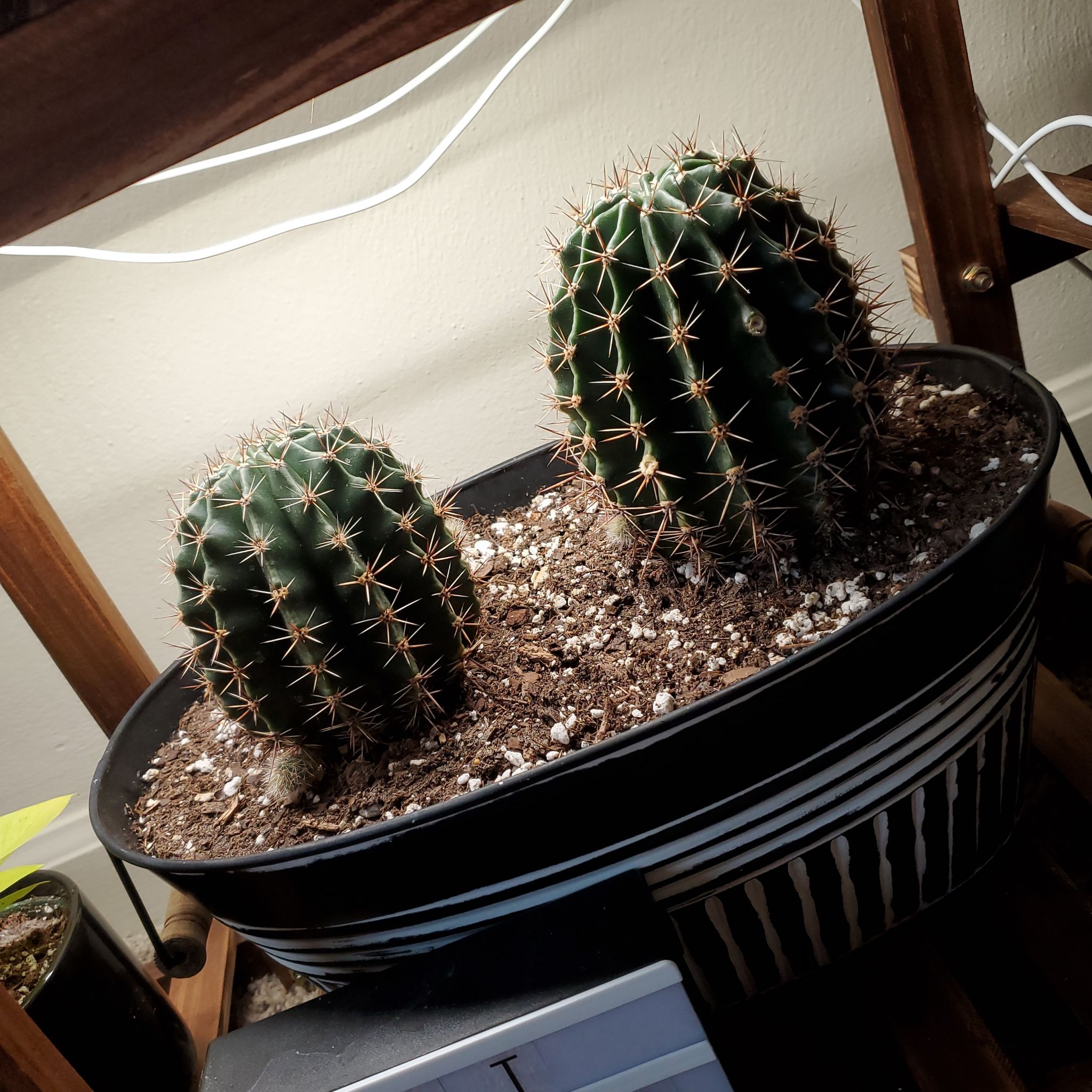 Two healthy Easter Lily Cacti in a pot with visible soil.