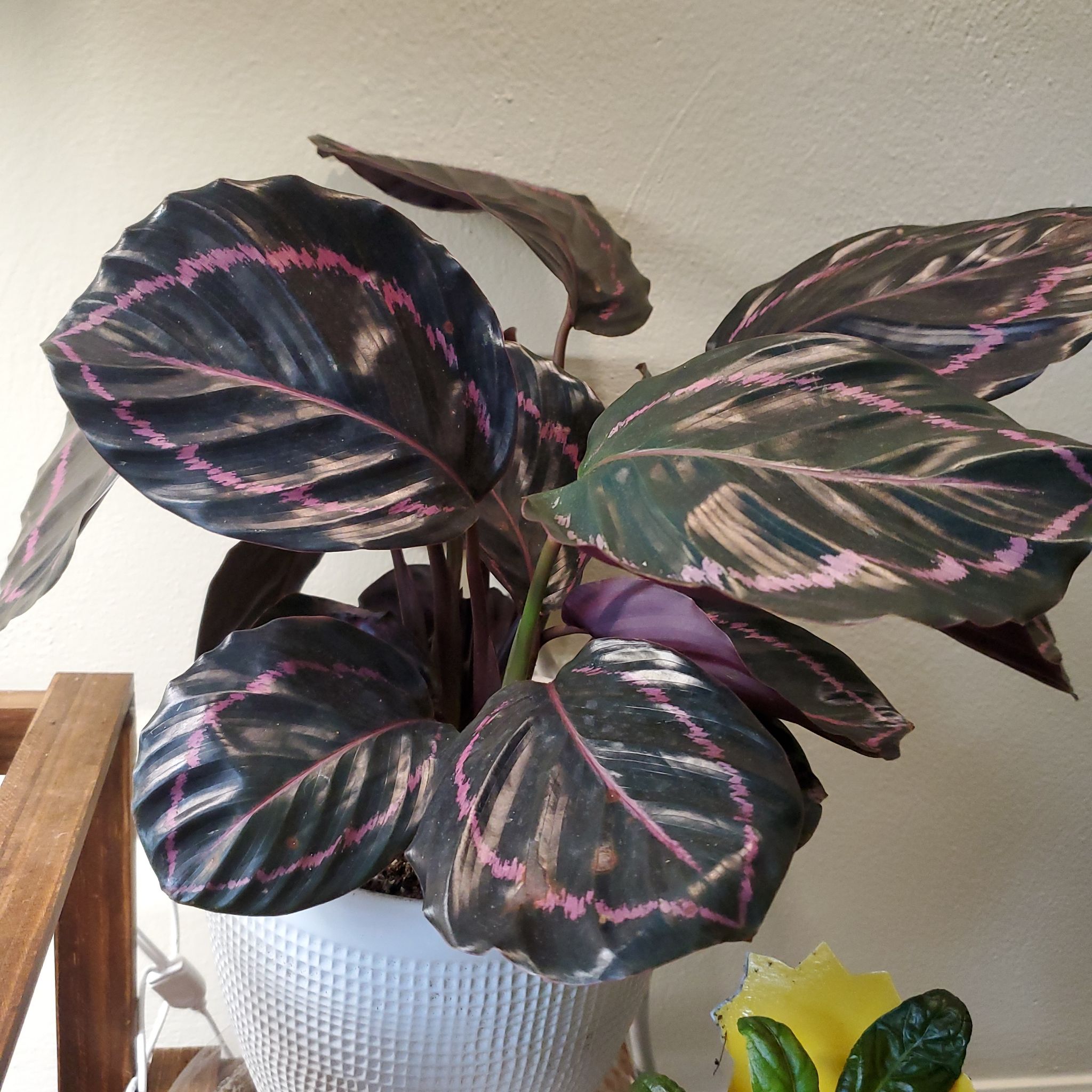 Prayer Plant Dottie with dark green leaves and pink veins in a white pot.