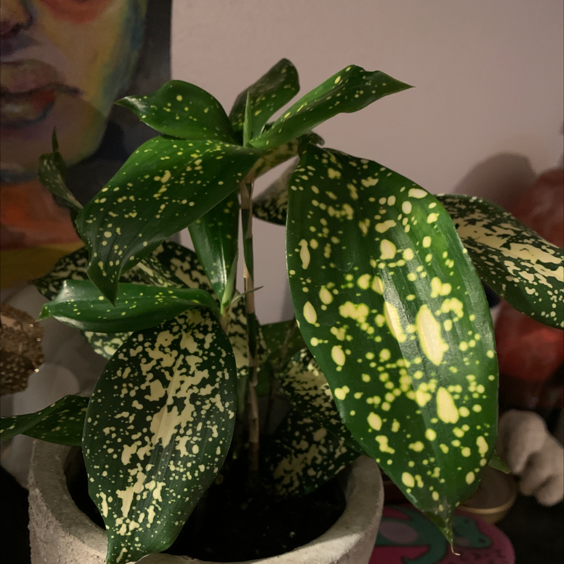 Dracaena 'Florida Beauty' plant with variegated leaves in a pot.