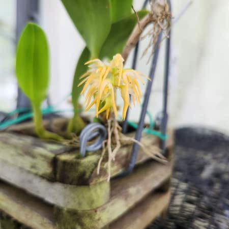 Photo of the plant species Glacier Lily by Healthybearcorn named Bulbophyllum on Greg, the plant care app