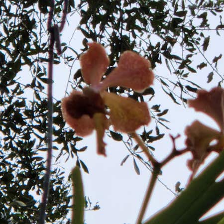 Photo of the plant species Samauma by Healthybearcorn named Vanda on Greg, the plant care app