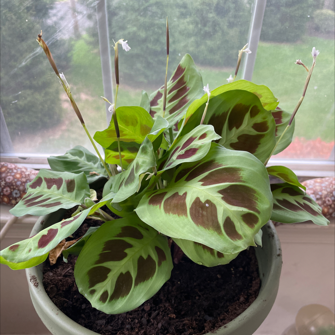 Green Prayer Plant plant photo by @Mindellah named Keanu Leaves on Greg, the plant care app.
