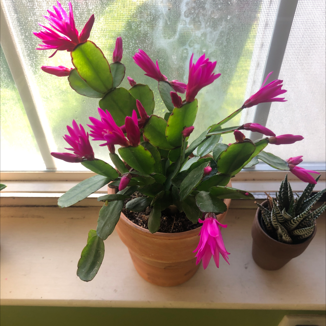 Photo of the plant species Easter Cactus by @Mindellah named Orlando Bloom on Greg, the plant care app