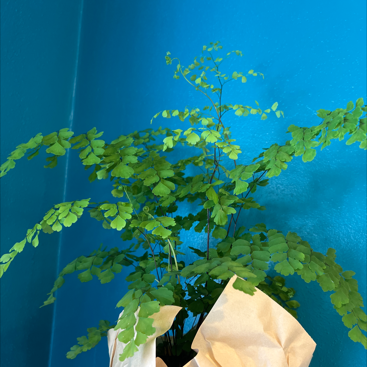 Healthy Pacific Maidenhair Fern with vibrant green leaves against a blue background.