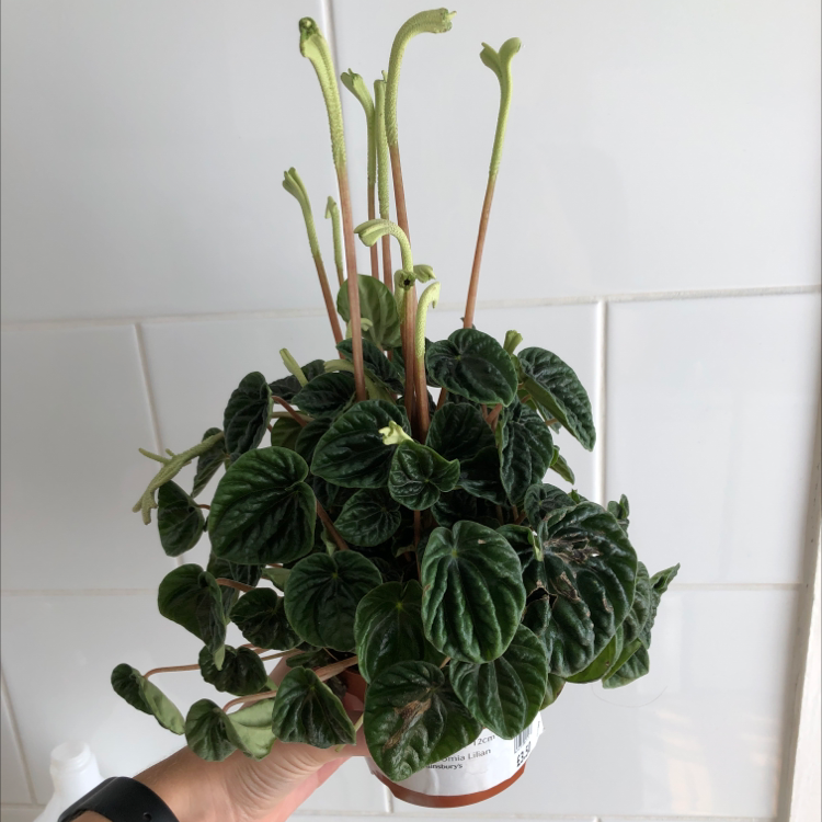 Photo of the plant species Emerald Ripple Peperomia by @fatsia named Kafka on Greg, the plant care app