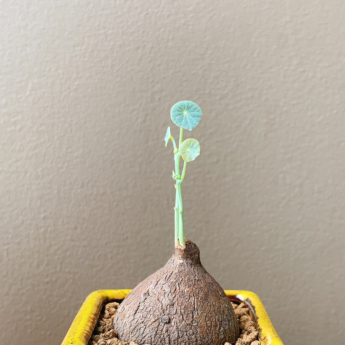 Young Garden Nasturtium plant growing from a bulb in a pot with visible soil.