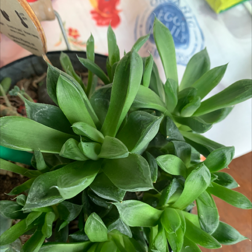 Healthy Cathedral Window Haworthia plant with vibrant green leaves.