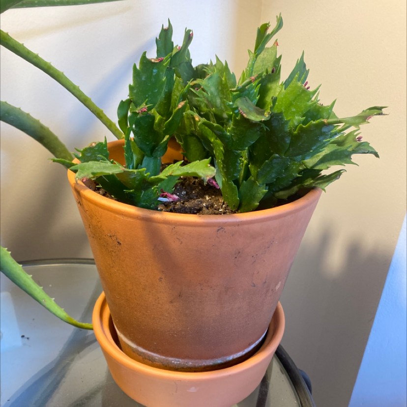 Potted Red Orchid Cactus with green serrated leaves, well-framed and healthy.