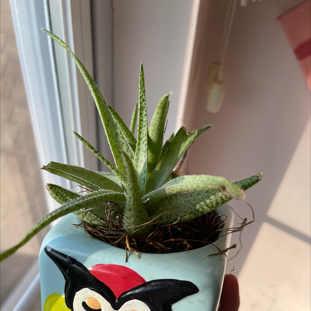 Broad-Leaved Aloe plant in a decorative pot, well-framed and in focus.