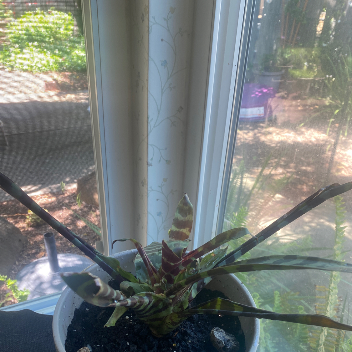 Flaming Sword Bromeliad near a window with some leaf browning and visible soil.