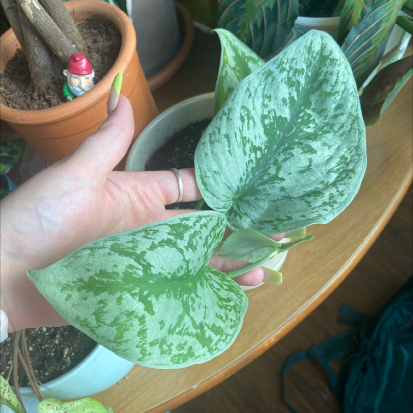 Photo of the plant species Silver Satin Pothos by @ashleyysurber named Big shiny gal on Greg, the plant care app