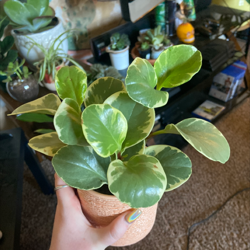 Photo of the plant species Jelly Peperomia by @ashleyysurber named Pepperoni on Greg, the plant care app