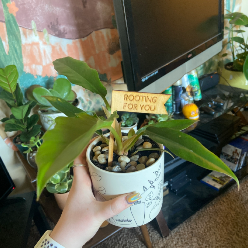 Photo of the plant species Tiger Tooth Philodendron by @ashleyysurber named Boogie on Greg, the plant care app