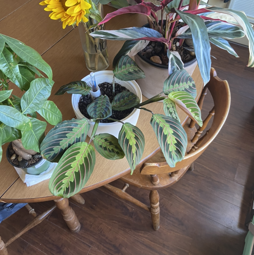 Green Prayer Plant plant photo by @ashleyysurber named Barbra on Greg, the plant care app.