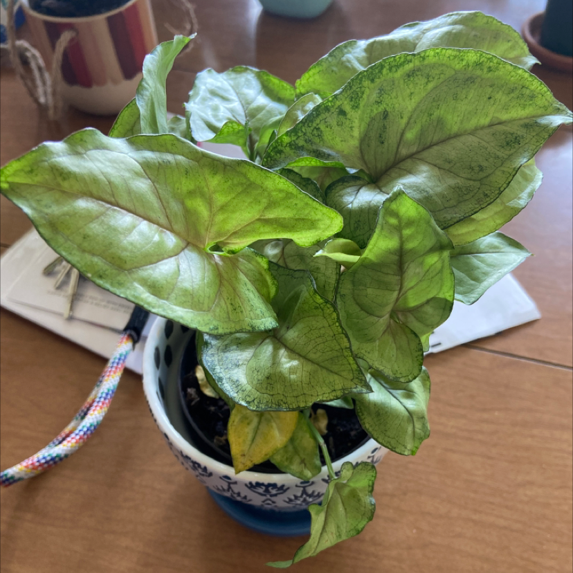 Photo of the plant species Syngonium 'Berry' by @ashleyysurber named Hallie Berry on Greg, the plant care app