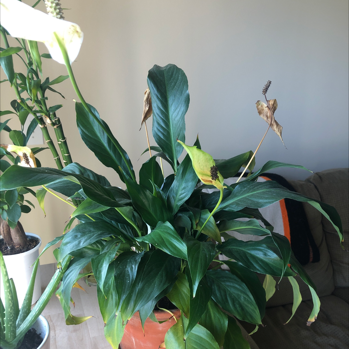 Peace Lily plant photo by @EmmaAndrew named Sad Boi on Greg, the plant care app.