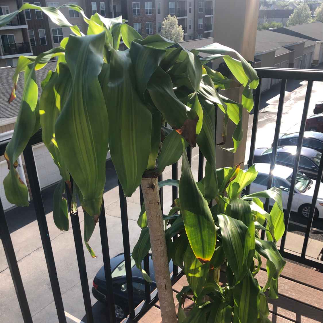 Cornstalk Dracaena plant photo by @EmmaAndrew named Big Boi on Greg, the plant care app.