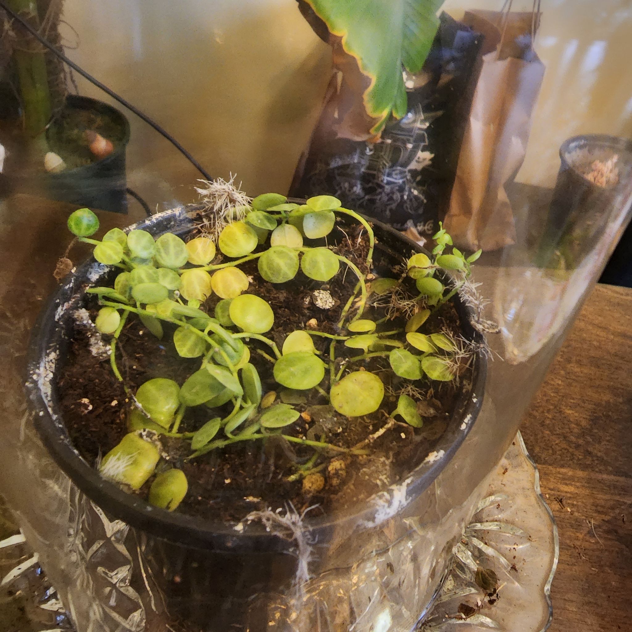 Photo of the plant species String of Turtles by @InformedRedtree named Fernie Mercury on Greg, the plant care app