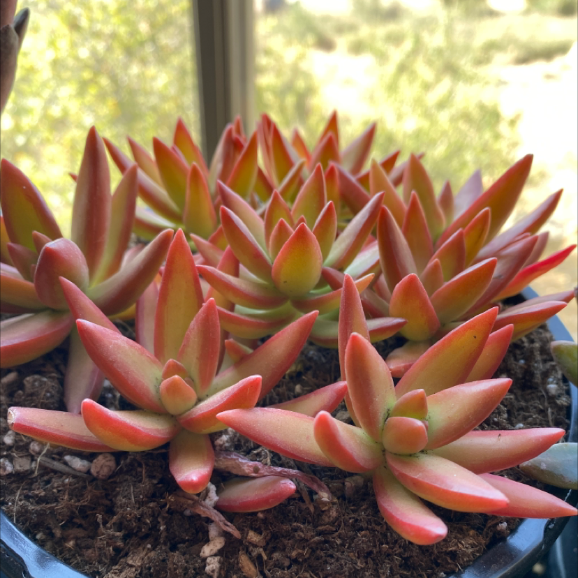 Cluster of healthy Sedum 'Firestorm' plants with vibrant red and green leaves.