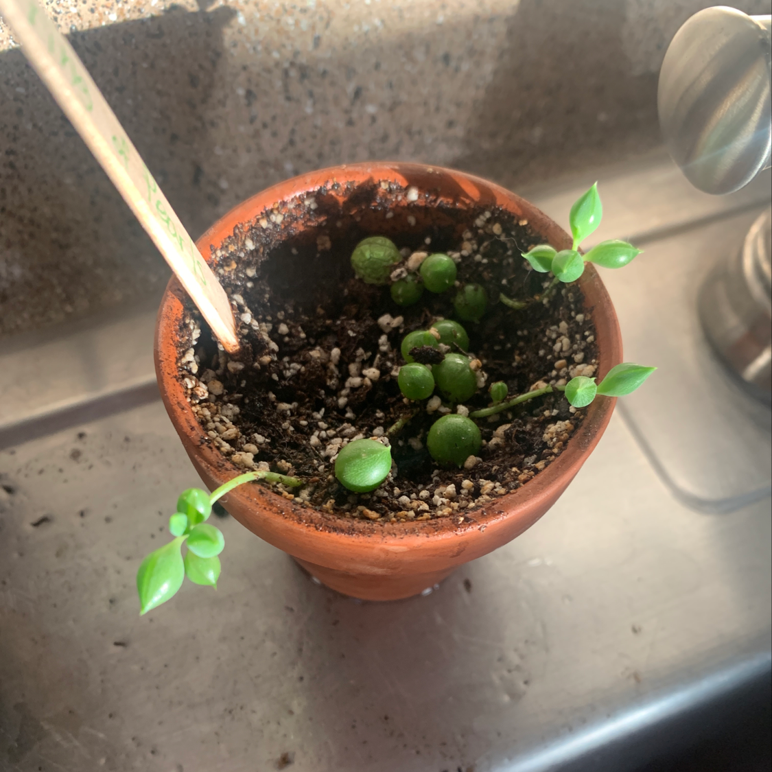 String of Pearls plant in a small pot with visible soil and healthy green leaves.