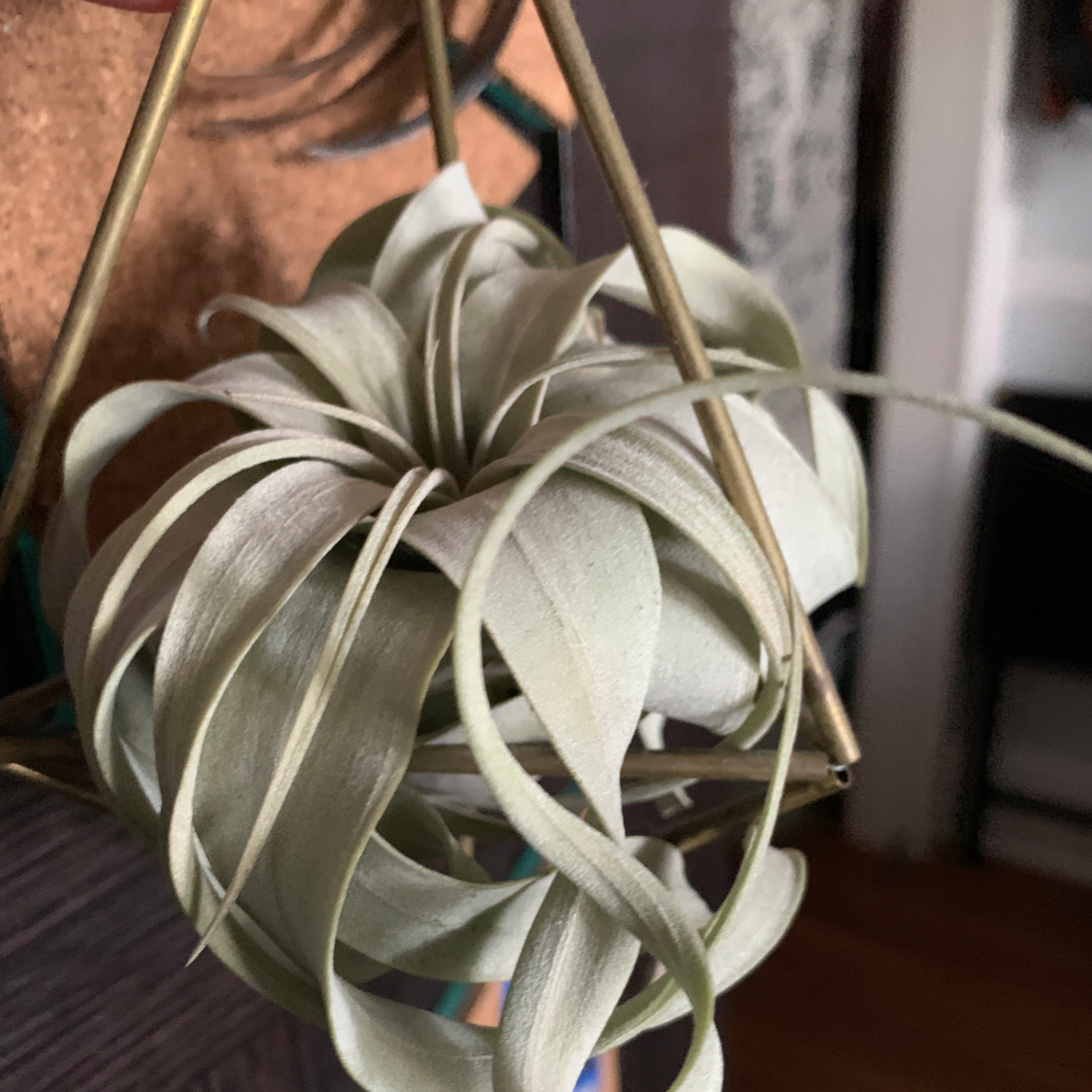 Photo of the plant species Tillandsia Xerographica by @sarah_blanche named Air plant on Greg, the plant care app