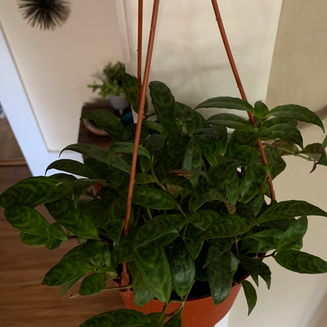 Photo of the plant species Black Pagoda Lipstick Plant by @sarah_blanche named Black lipstick on Greg, the plant care app