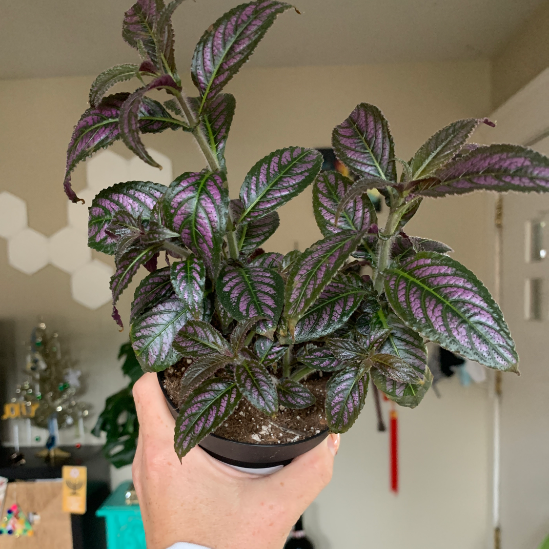 Persian Shield plant with vibrant purple and green leaves held by a hand.