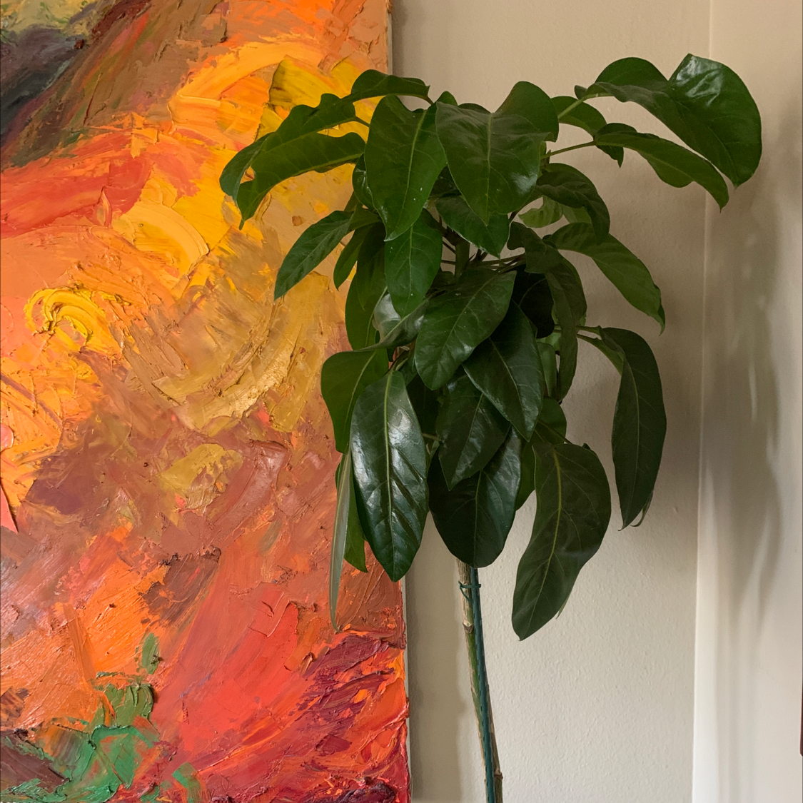 Umbrella Tree plant photo by @sarah_blanche named Octopus tree on Greg, the plant care app.