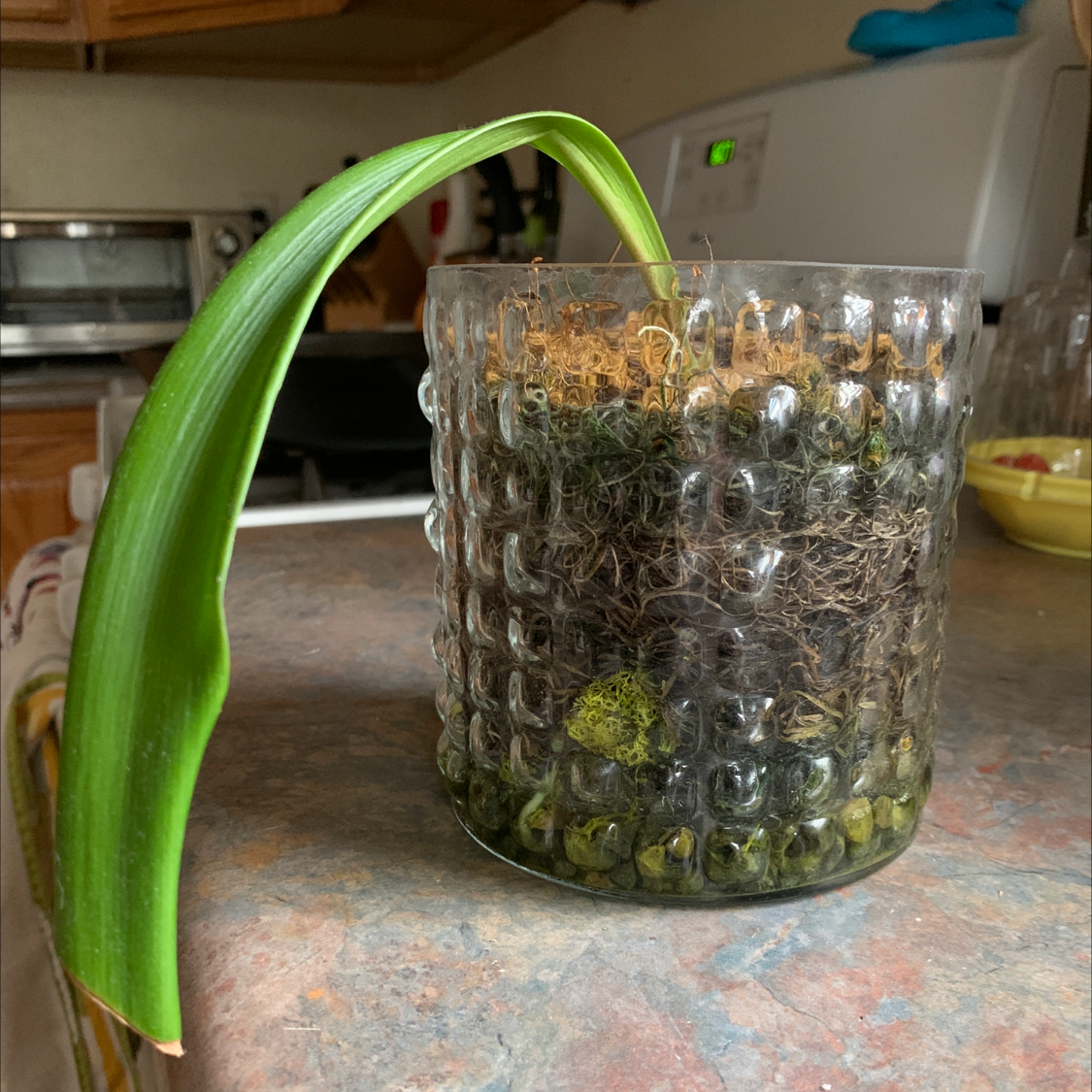 Photo of the plant species Mexican Lily by @sarah_blanche named Angela on Greg, the plant care app