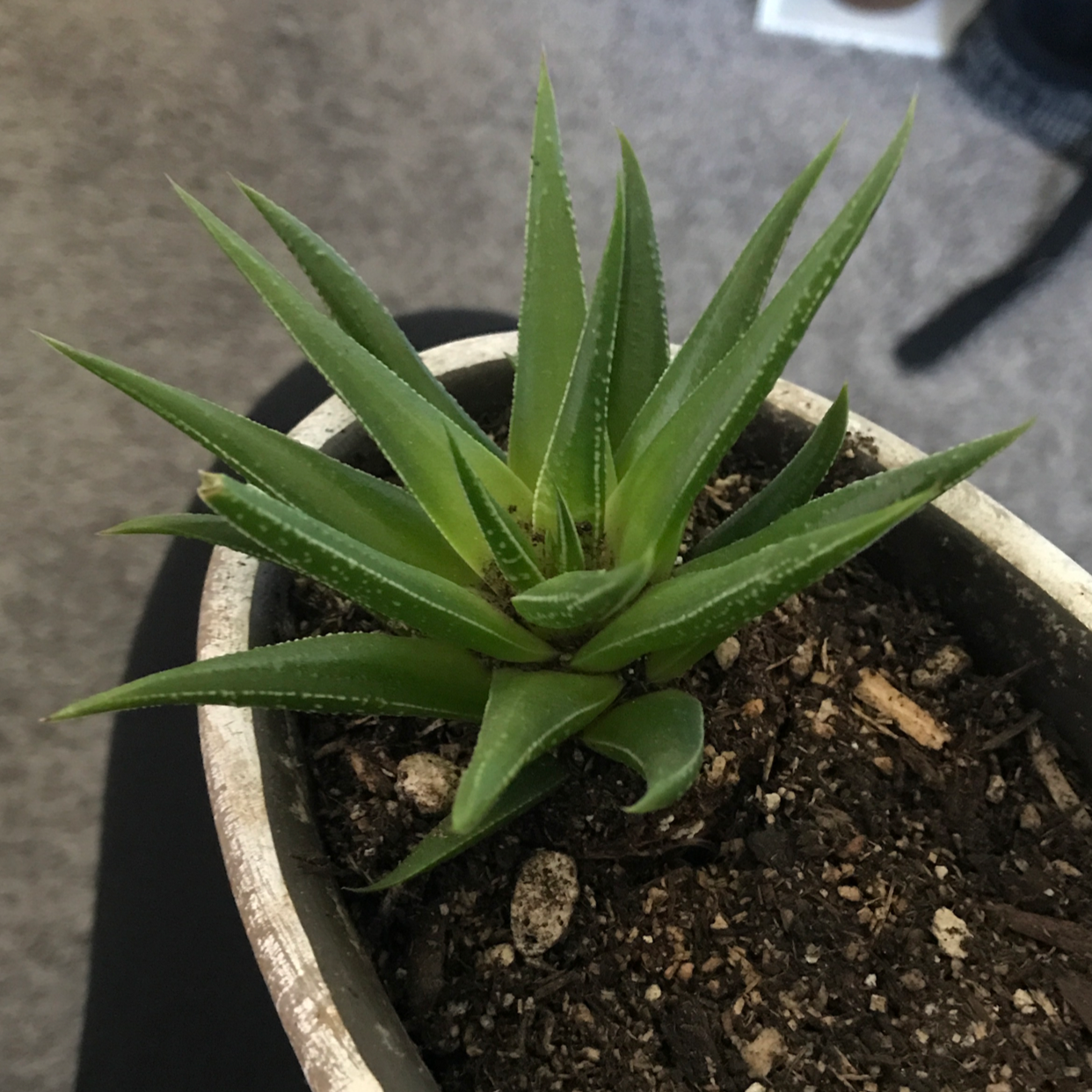 Short-Leaved Aloe plant in a pot with visible soil, appearing healthy.