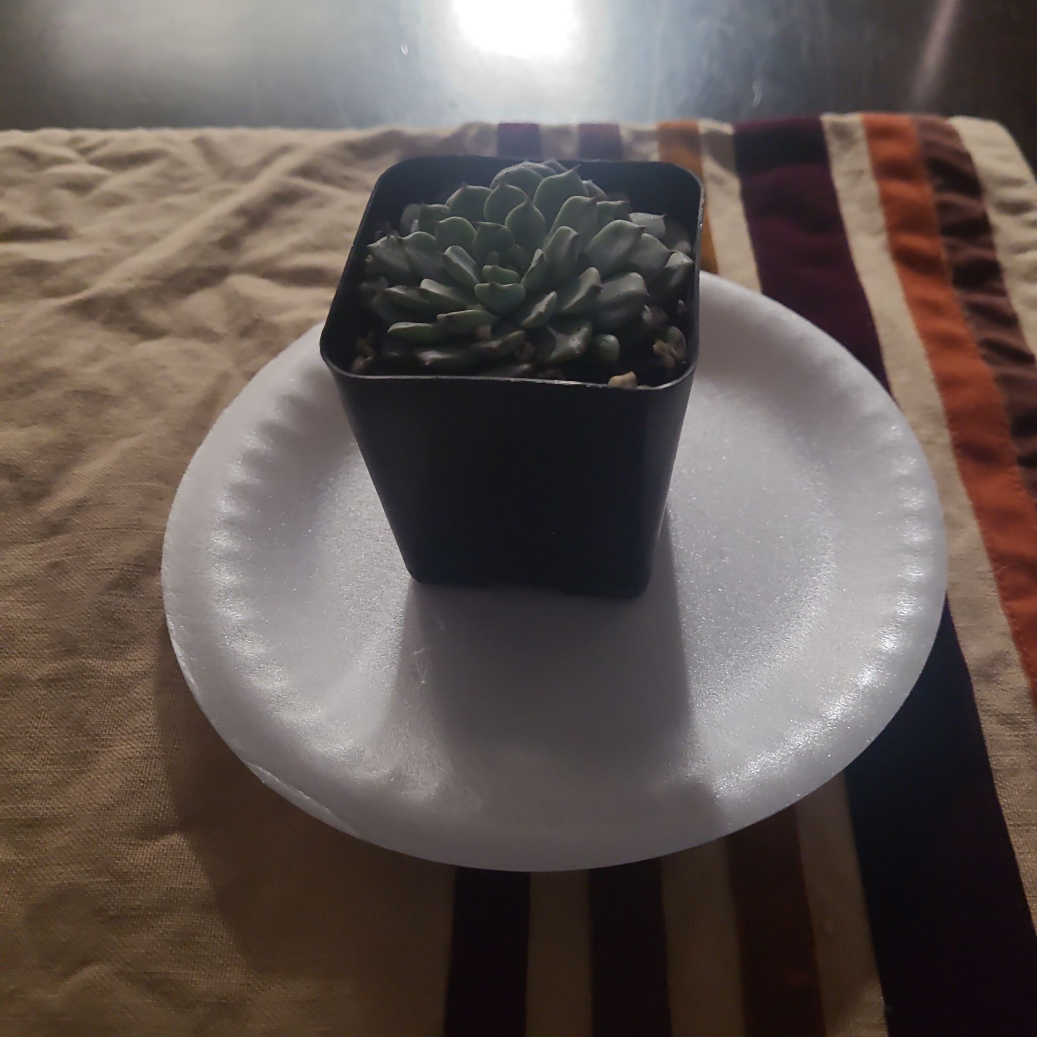 Miniature Echeveria plant in a black pot on a white plate with a striped cloth background.