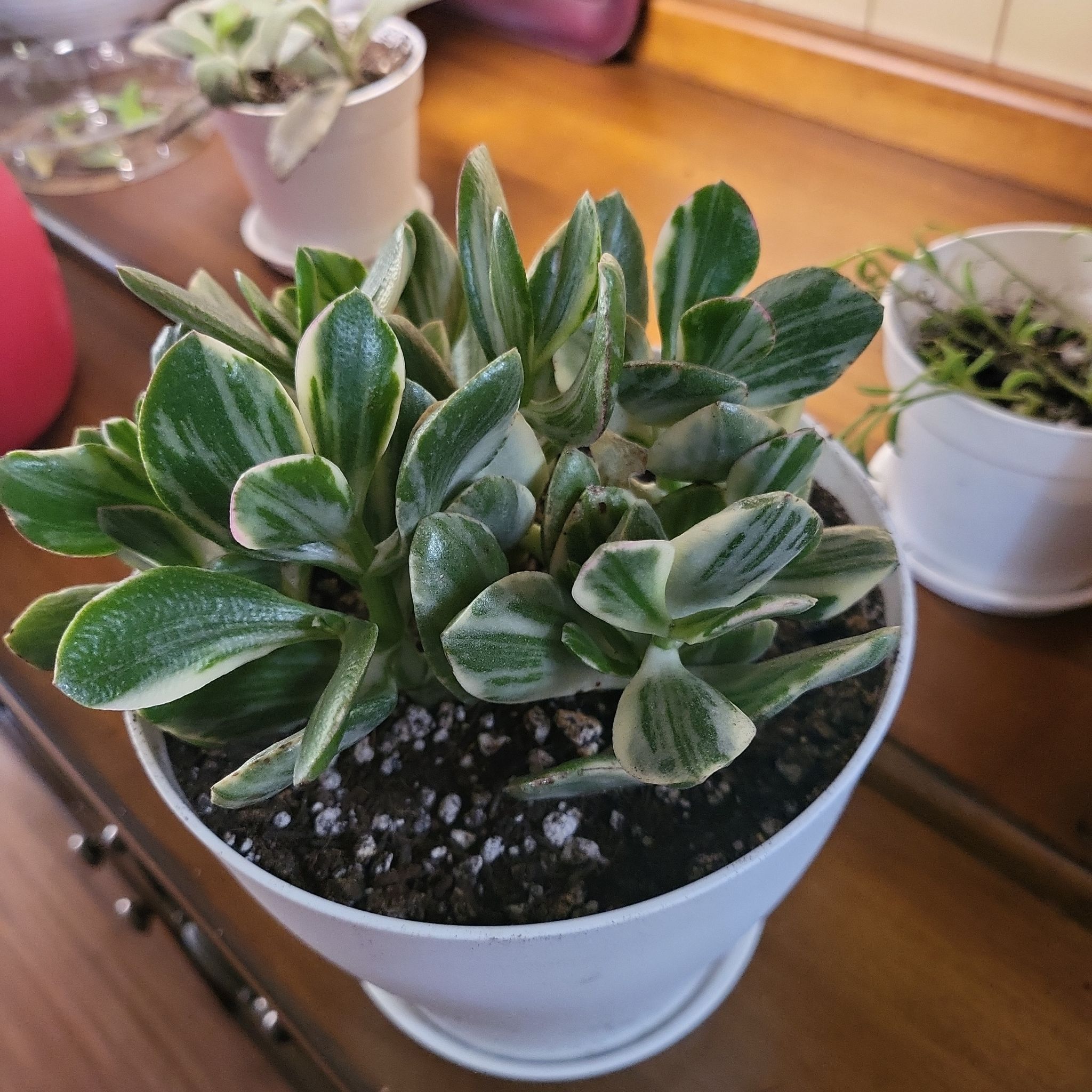 Variegated jade plant in a white pot with healthy green and white leaves.