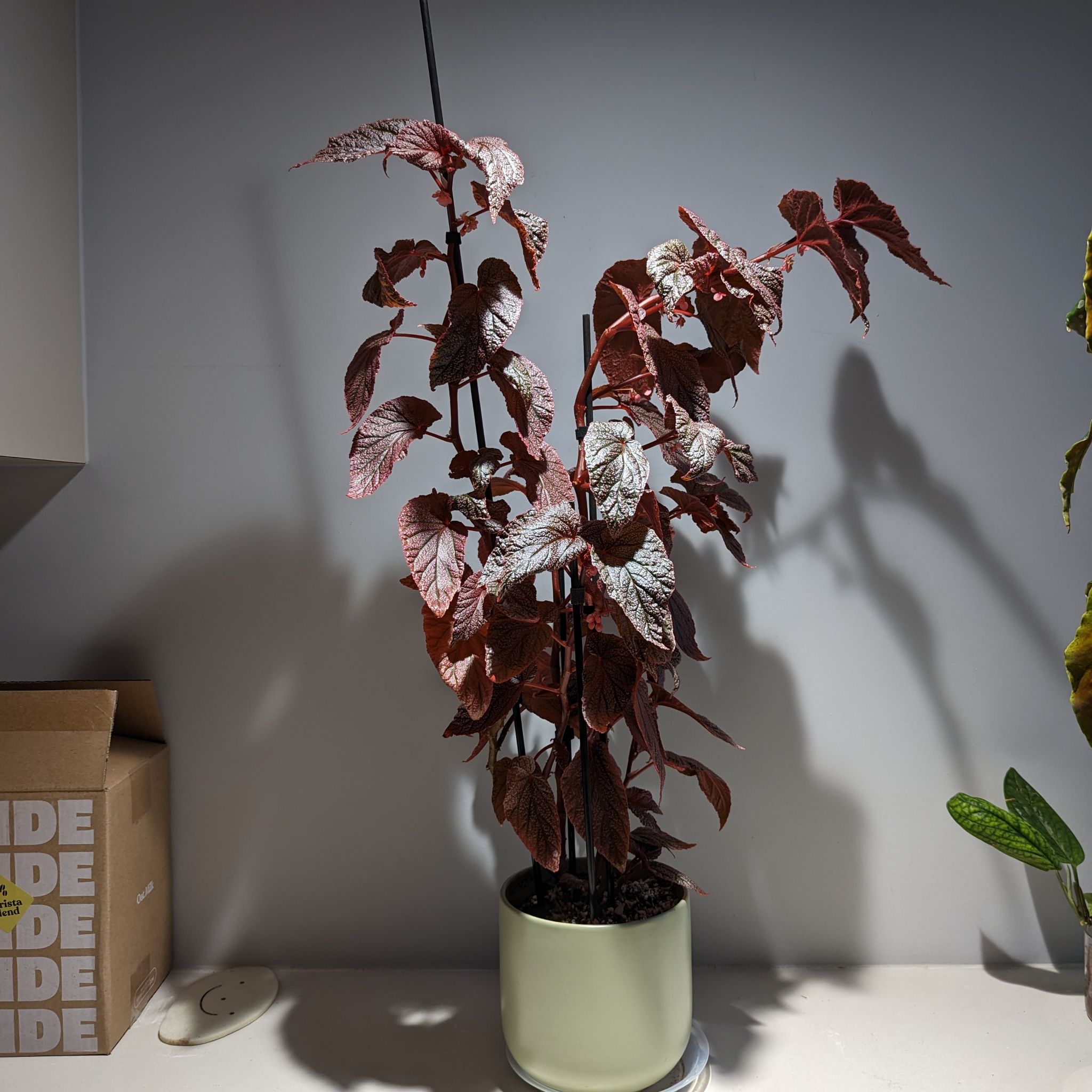 Potted Begonia 'Benigo Pink' plant with red leaves against a plain wall.