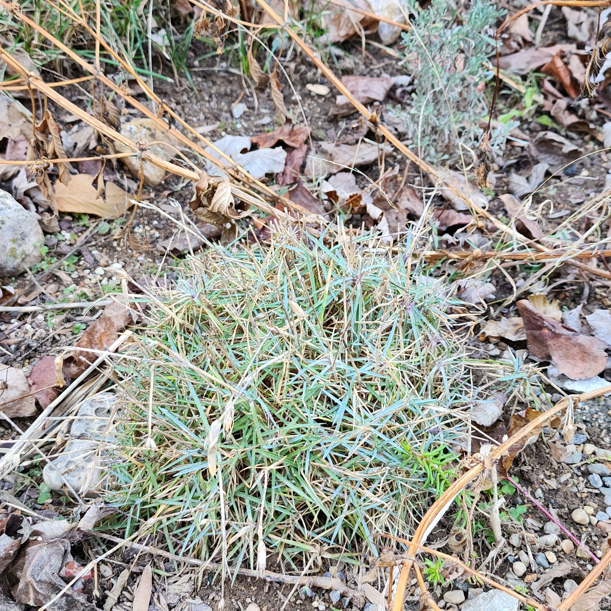 Photo of the plant species Cheddar pink by @KadenSlone04 named Firewitch Dianthus on Greg, the plant care app