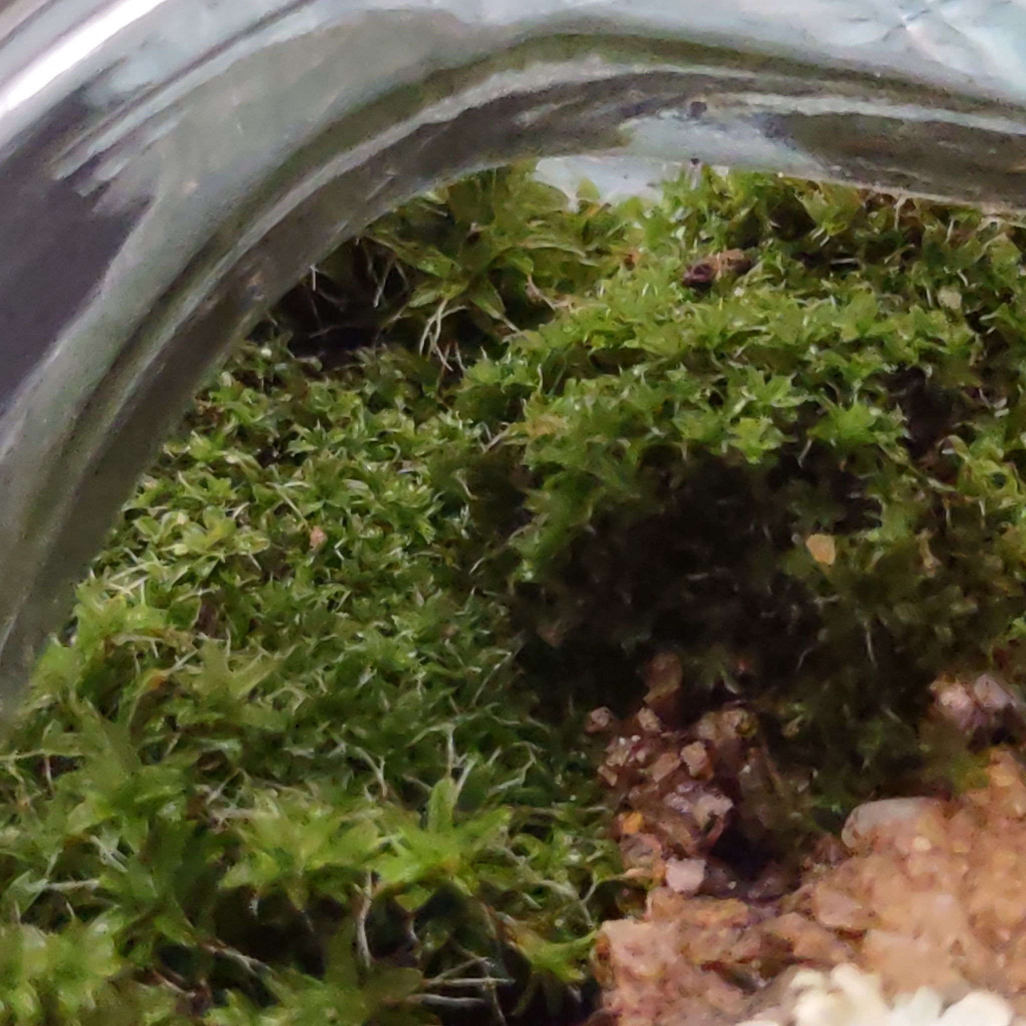 Plant care for Ceratodon bryophilus on Greg, the plant care app
