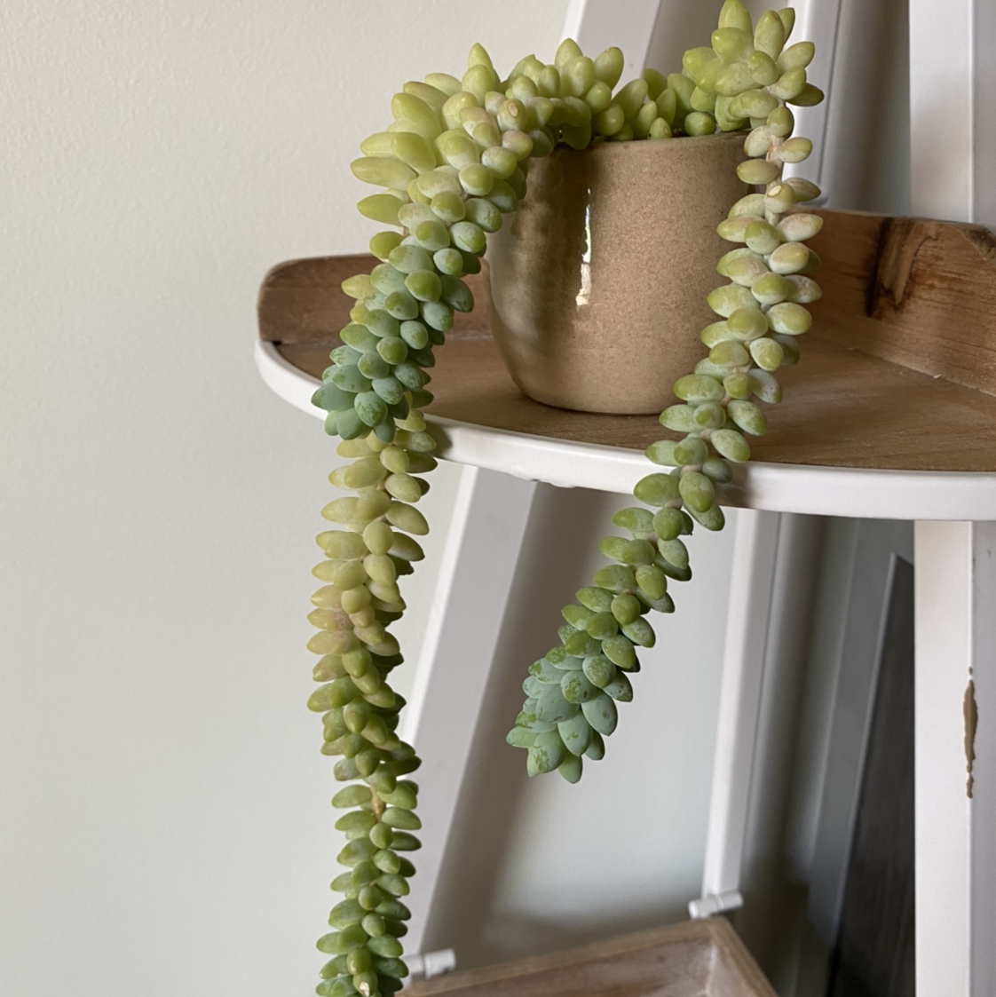Healthy Burro's Tail plant with long trailing stems and dense, plump green leaves in a brown ceramic pot on a wooden stand.
