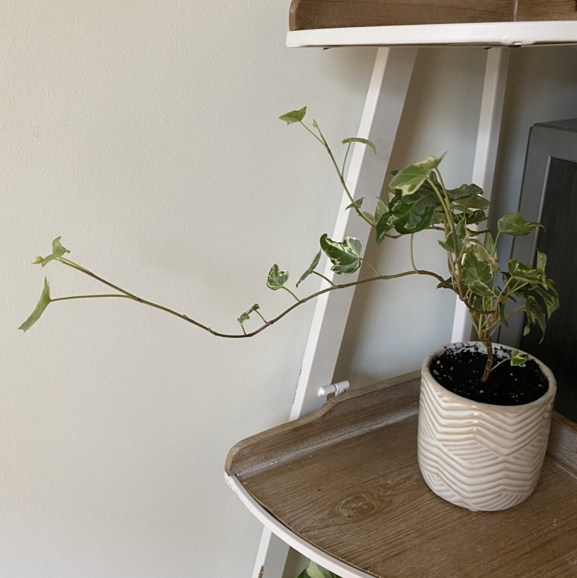 Variegated ivy plant in a white pot on a wooden shelf with long trailing stems.