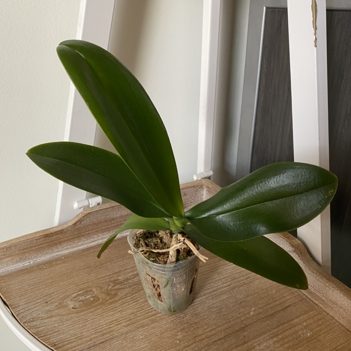 Mini Phalaenopsis Orchid in a transparent pot with healthy green leaves.