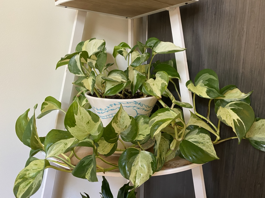 Photo of the plant species Manjula Pothos by @sreming named Queenie on Greg, the plant care app