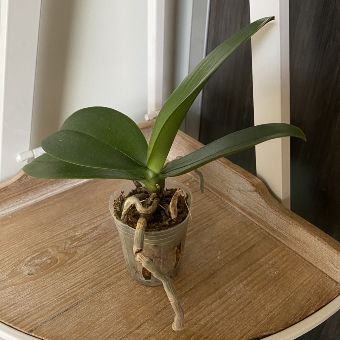 Mini Phalaenopsis Orchid in a transparent pot with green leaves and visible roots.