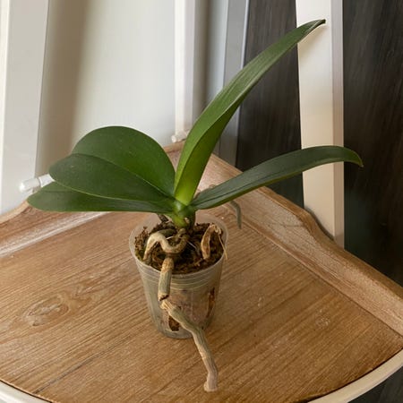 Photo of the plant species Mini Phalaenopsis Orchid by @sreming named Julie on Greg, the plant care app