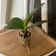 Calculate water needs of Mini Phalaenopsis Orchid