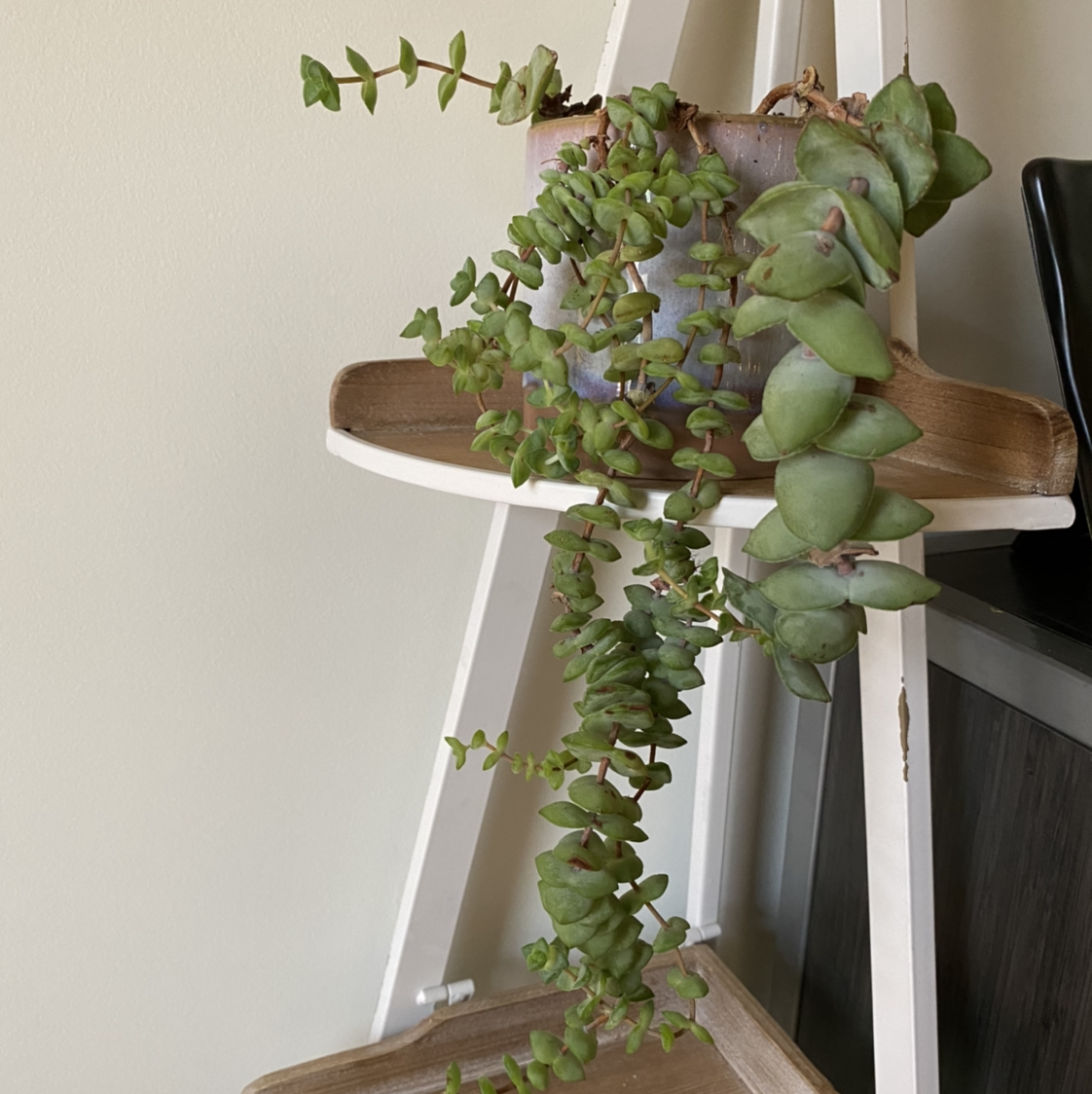 Healthy Crassula perforata succulent with round, pale green leaves trailing over the edge of a wooden plant shelf.