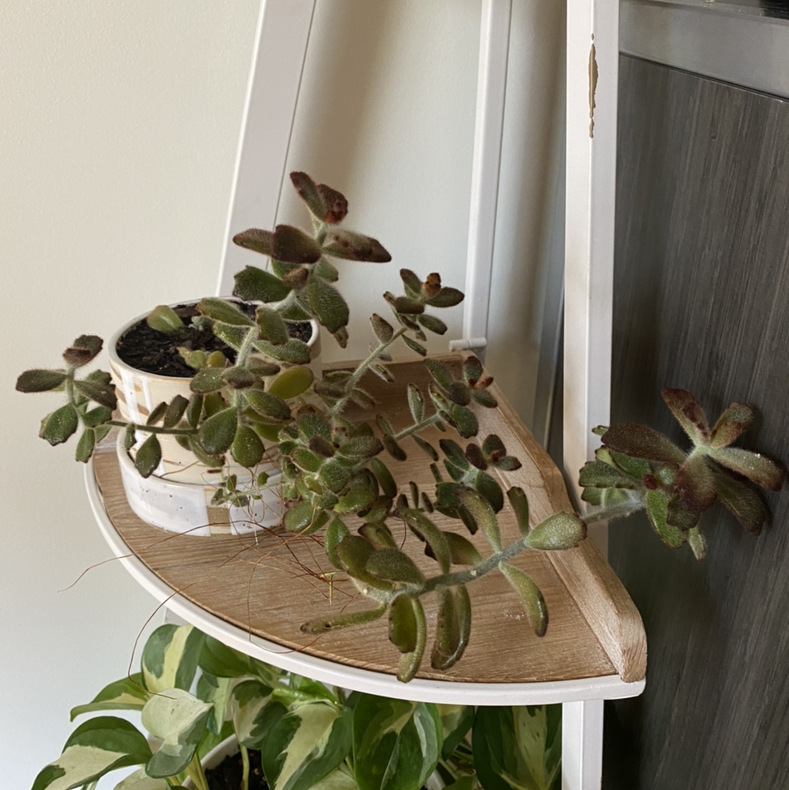 Panda Plant (Kalanchoe tomentosa) in a pot on a shelf with some browning at the tips.