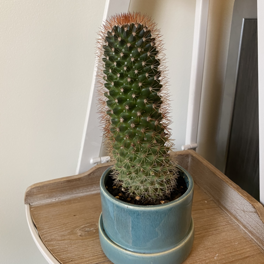 Mexican Pincushion cactus in a blue pot on a wooden surface.