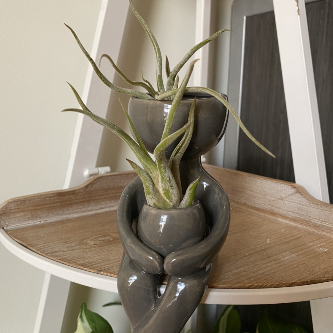 Medusa Head Air Plant in a ceramic pot shaped like a person, placed on a shelf.