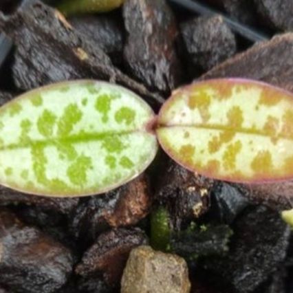 Photo of the plant species Phalaenopsis schilleriana by @PetiteCeratiola named Phalaenopsis schilleriana on Greg, the plant care app